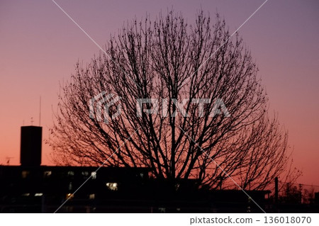 Sunset at Hanazono Central Park (silhouette of a large tree) Sunset at Hanazono Central Park (silhouette of a large tree) 136018070