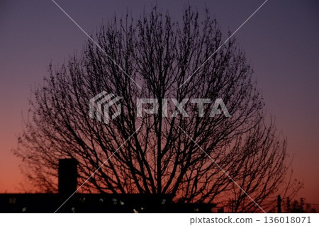 花園中央公園的日落（一棵大樹的輪廓） 136018071
