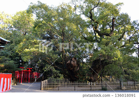 Hamamatsu Hachiman Shrine, a power spot in Hachimancho, Chuo Ward, Hamamatsu City, Shizuoka Prefecture 136018091