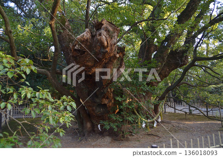 Hamamatsu Hachiman Shrine, a power spot in Hachimancho, Chuo Ward, Hamamatsu City, Shizuoka Prefecture 136018093