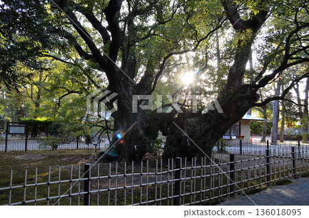 Hamamatsu Hachiman Shrine, a power spot in Hachimancho, Chuo Ward, Hamamatsu City, Shizuoka Prefecture 136018095
