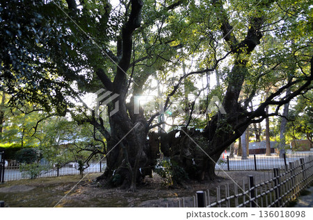 Hamamatsu Hachiman Shrine, a power spot in Hachimancho, Chuo Ward, Hamamatsu City, Shizuoka Prefecture Hamamatsu Hachiman Shrine, a power spot in Hachimancho, Chuo Ward, Hamamatsu City, Shizuoka Prefecture 136018098