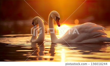 beautiful swan in the lake 136018244