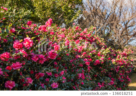 Camellia in Nishihira Tsubaki Park Camellia in Nishihira Tsubaki Park 136018251