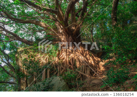 Ako tree in Nishihira Tsubaki Park 136018254
