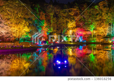 天草浪漫幻想 136018256