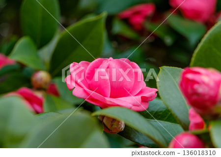 Bright pink camellia flowers and winter colors Bright pink camellia flowers and winter colors 136018310