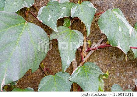 Variegated ivy leaves climbing up a tree Variegated ivy leaves climbing up a tree 136018311