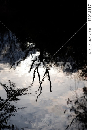 Tree shadow reflected in the lake Tree shadow reflected in the lake 136018317
