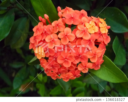 Close-up of Chinese ixora in the garden with green leaves. Flower and plant. 136018327
