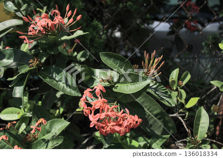 Close-up of Chinese ixora in the garden with green leaves. Flower and plant. Close-up of Chinese ixora in the garden with green leaves. Flower and plant. 136018334