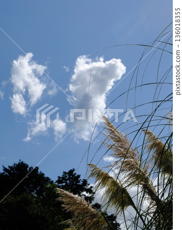 A landscape of blue sky, clouds and swaying silver grass A landscape of blue sky, clouds and swaying silver grass 136018355