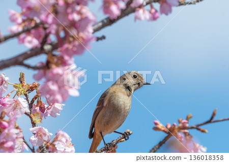 A female Daurian redstart perched on a branch of a Kawazu cherry tree in full bloom 136018358