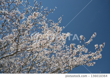 Cherry Blossom (Somei Yoshino) Cherry Blossom (Somei Yoshino) 136018364