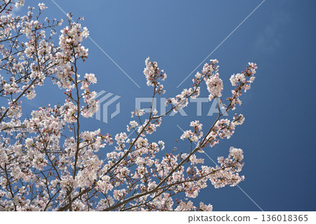 Cherry Blossom (Somei Yoshino) Cherry Blossom (Somei Yoshino) 136018365
