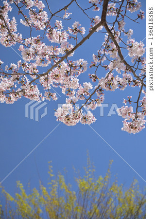 Cherry Blossom (Somei Yoshino) Cherry Blossom (Somei Yoshino) 136018368