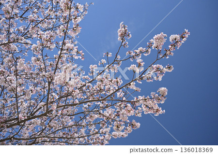 Cherry Blossom (Somei Yoshino) Cherry Blossom (Somei Yoshino) 136018369