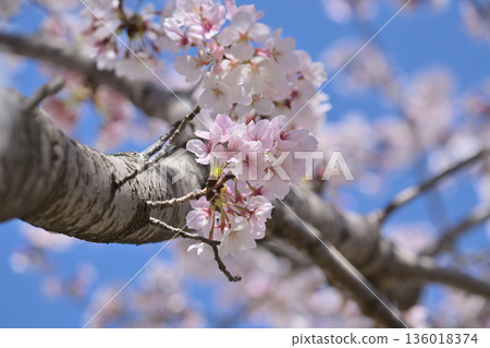 櫻花 136018374