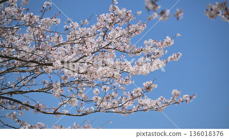 櫻花 136018376