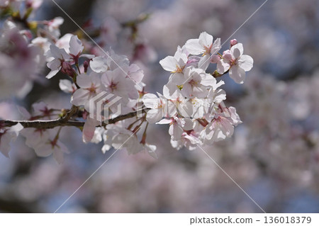 櫻花 櫻花 136018379
