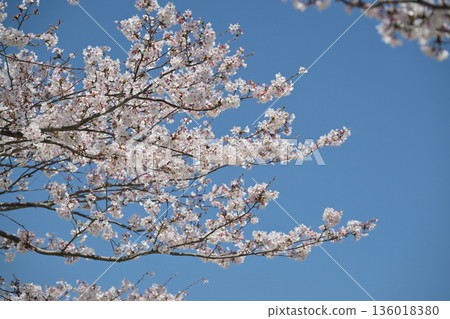 櫻花 136018380