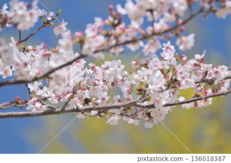 Cherry Blossom (Somei Yoshino) 136018387
