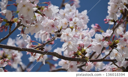 Cherry Blossom (Somei Yoshino) Cherry Blossom (Somei Yoshino) 136018394