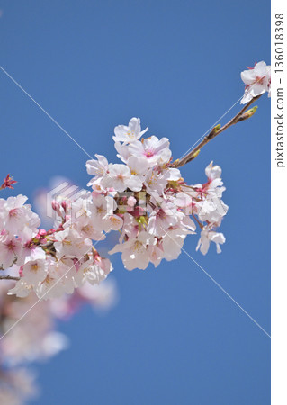 Cherry Blossom (Somei Yoshino) Cherry Blossom (Somei Yoshino) 136018398