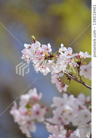 Cherry Blossom (Somei Yoshino) 136018401