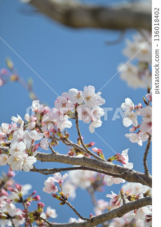 Cherry Blossom (Somei Yoshino) Cherry Blossom (Somei Yoshino) 136018402