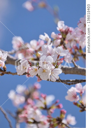 櫻花 櫻花 136018403