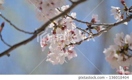櫻花 136018404