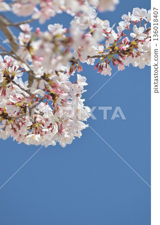 櫻花 櫻花 136018407