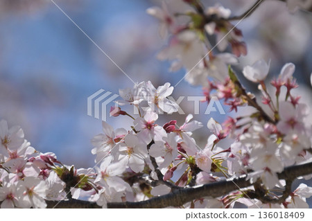 櫻花 櫻花 136018409