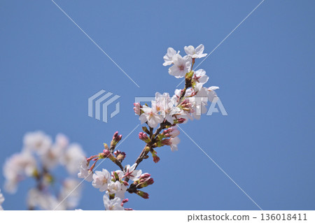 櫻花 櫻花 136018411