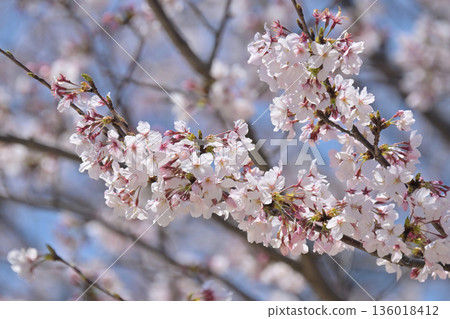 櫻花 櫻花 136018412