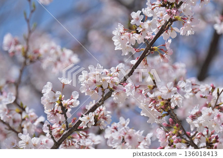 櫻花 櫻花 136018413