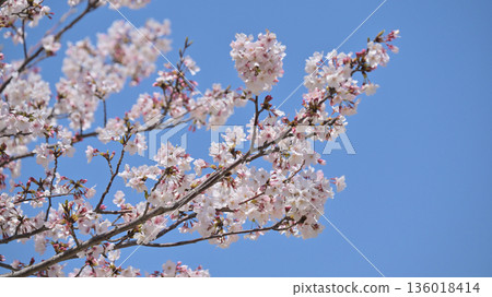 櫻花 136018414