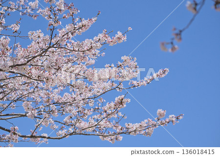 櫻花 櫻花 136018415