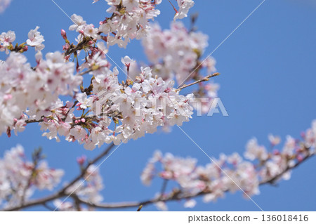 Cherry Blossom (Somei Yoshino) Cherry Blossom (Somei Yoshino) 136018416