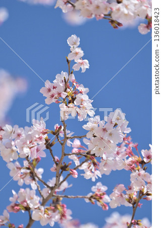 Cherry Blossom (Somei Yoshino) 136018423