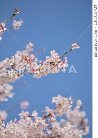 Cherry Blossom (Somei Yoshino) 136018424
