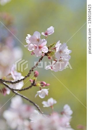 Cherry Blossom (Somei Yoshino) 136018425