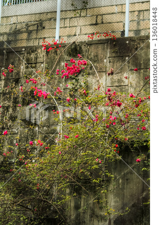 Wild flowers behind the fence in the rural. Flower and plant. Wild flowers behind the fence in the rural. Flower and plant. 136018448