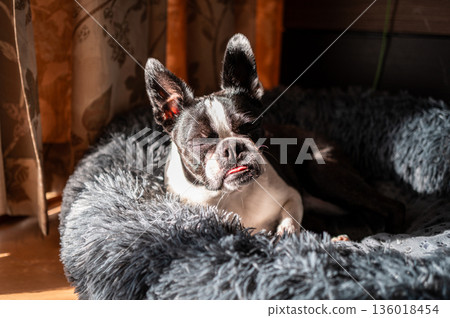 Boston terrier relaxing on a cushion 136018454