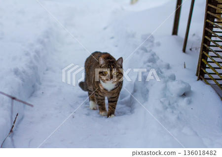 Domestic tabby cat with white chest and paws is balancing on a narrow track in fresh white snow during winter, navigating the cold outdoor environment with curious yellow eyes. 136018482