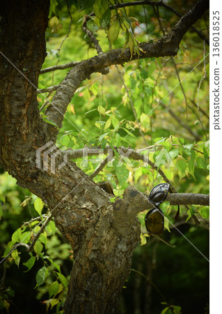 Image of sunglasses caught on a tree branch 136018525