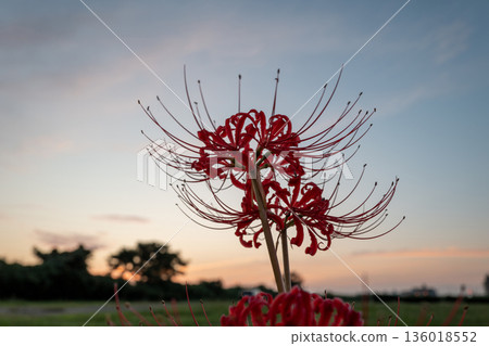 Cluster amaryllis illuminated by the setting sun Cluster amaryllis illuminated by the setting sun 136018552