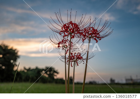 被落日照亮的群集孤挺花 136018577