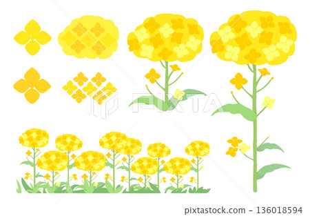 Cute illustration set of rape blossoms Cute illustration set of rape blossoms 136018594